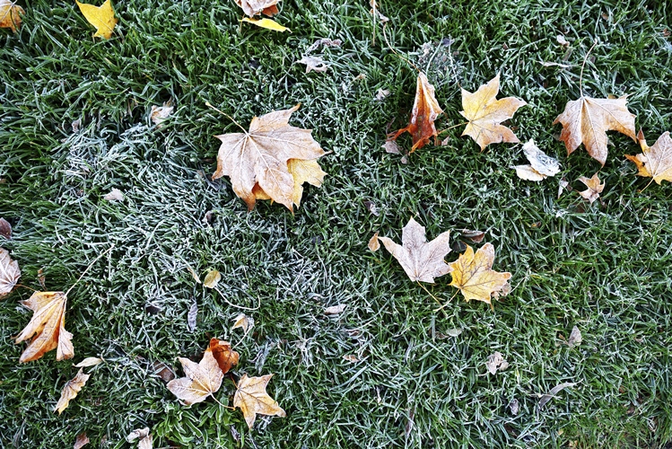 Ein warmer Winter schadet dem Garten