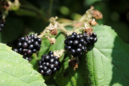 Brombeeren zurückschneiden – Jetzt ist der beste Zeitpunkt