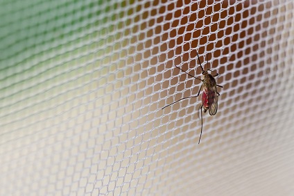 Insektenschutz: So bleiben Stechmücken & Co. draußen