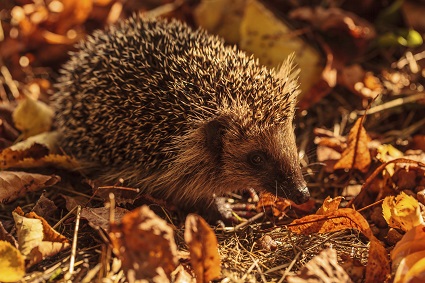 Ein Winterquartier für Igel