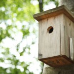 Für die Gartenvögel: Nistkästen bauen